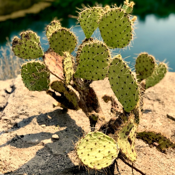 Meet your Posher, Merry - Picture 1 of 1